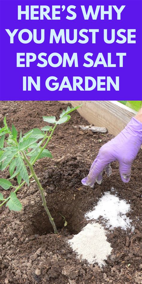 Heres Why You Must Use Epsom Salt In Garden Gardening Sun Epsom