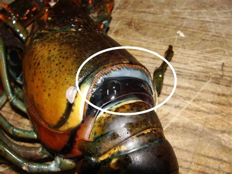 How Often Do Lobsters Molt Explained Bubbly Diver