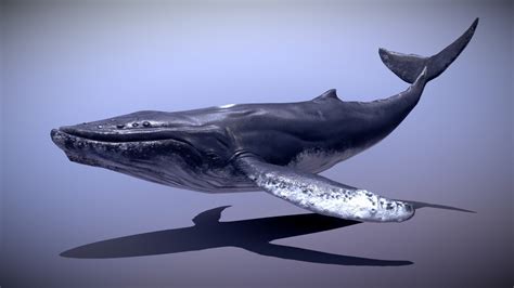 Humpback Whale Old Buy Royalty Free 3d Model By Goldenztuff Dhjwdwd