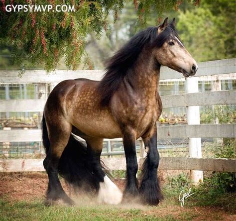 Breyer custom horse stablemate palomino gypsy vanner. Gypsy Vanner Horses for Sale | Stallion | Sooty Buckskin | Duke