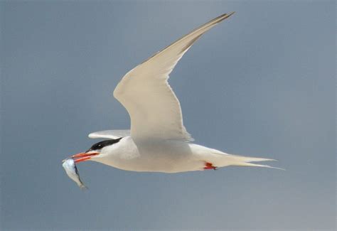 5 Migratory Birds You Might See This Spring The Bermudian Magazine