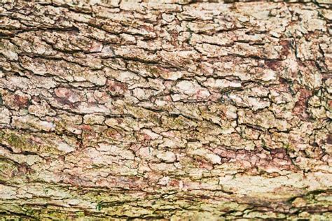 Beautiful Tree Bark Texture Image Stock Image Image Of Rough Surface