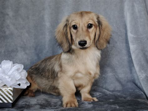 Find 162 dachshunds for sale on freeads pets uk. Dachshund Puppies For Sale | Crystal, MI #319510 | Petzlover