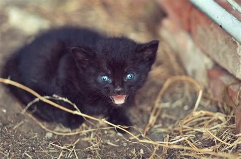 Angry Feral Black Kitten With Bright Blue Eyes Stocksy United