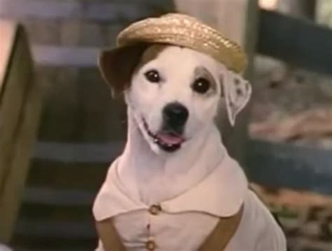 What Breed Of Dog Was Wishbone Television Dogs Presented Pet Keen