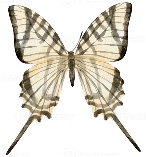 Black And White Butterfly Watercolor Style For Decorative Element