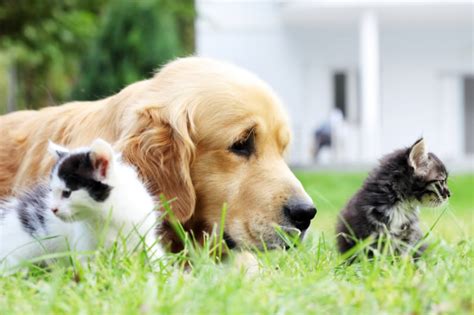 Las vegas animal hospital is a medical facility for animals that provides a comprehensive set of animal medical care services for dogs, cats, household pets and other animals in las vegas, nv. Emergency Veterinarian in West Las Vegas, NV | West ...