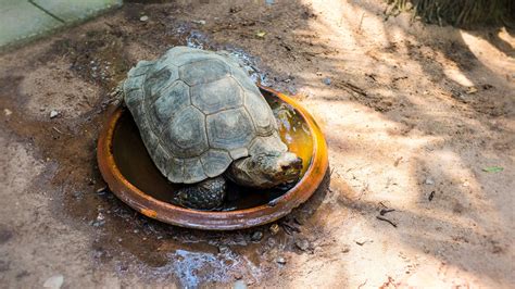 How To Soak Your Sulcata Tortoise The Turtle Hub