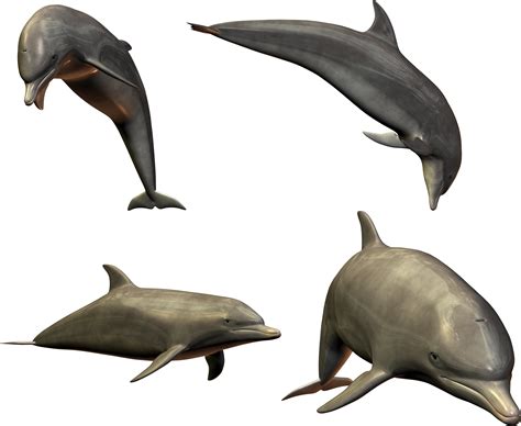 Dolphins Png Image Transparent Image Download Size 3599x2951px