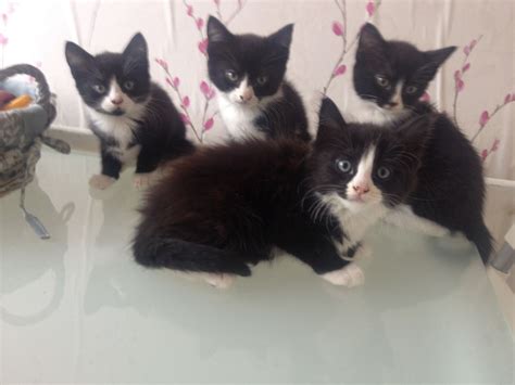 Cute Black And White Kittens Slough Berkshire Pets4homes