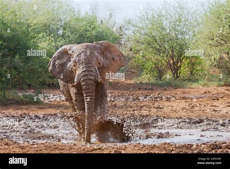 Elephant Loxodonta Africana Splashes Mud In A Watering Hole Madikwe