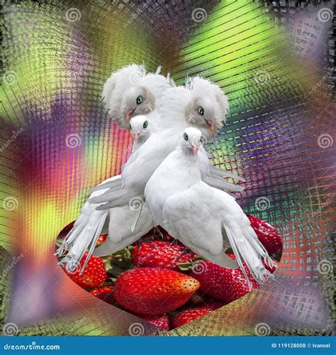 Two Couple Of White Doves On A Rainbow Background Stock Photo Image