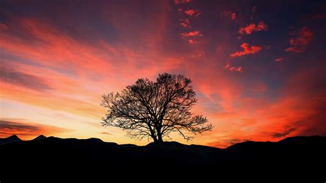 Download Wallpaper 3840x2160 Sunset Tree Clouds Sky Horizon 4k Uhd