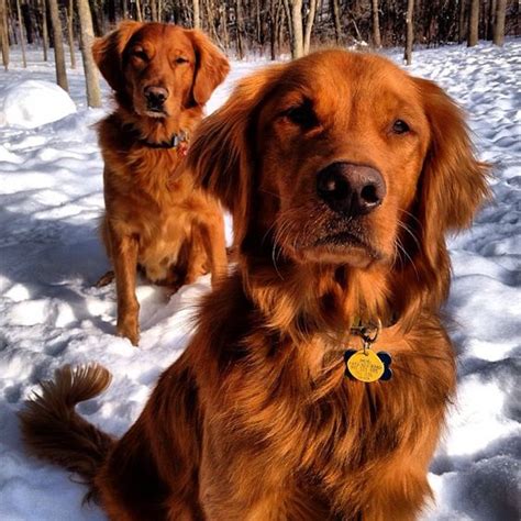 Red Golden Retrievers The Working Brother