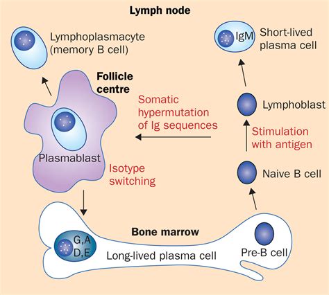 New Insights Into The Pathophysiology Of Multiple Myeloma The Lancet