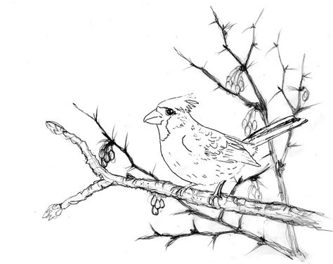 Cardinal Line Drawing At Explore Collection Of