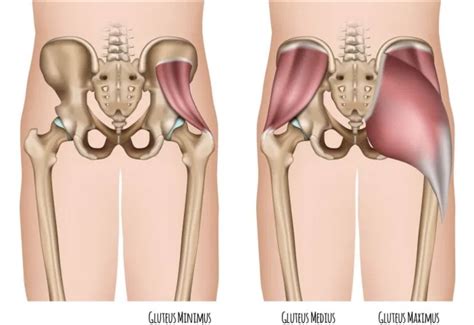 Repeated strains in muscles around the hip region may result in a sports hernia, also. Picture Of Muscles In Hip Area / Ligaments Tendons And Muscles Of The Hip Joint Naples Best Hip ...