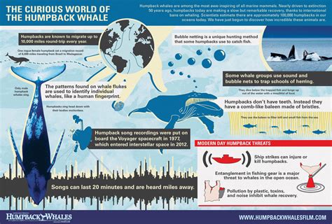 Infographic Curious World Of The Humpback Whale One World One Ocean