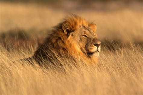 Panthera Leo Le Lion Pratiquefr