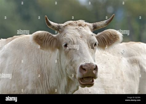 Charolais Beef Hi Res Stock Photography And Images Alamy