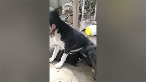 Mother Dog Feed Her Puppies Shorts Doglover Youtube