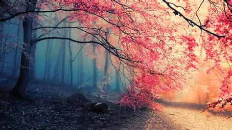Earth Forest Fall Fog Path Tree Nature 1366x768