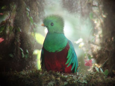 Baby Quetzal Bird Costa Rica Animals Animals Bird