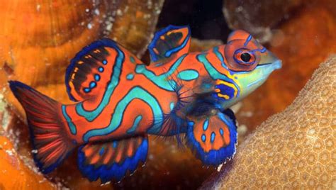 Spotted Mandarin Fish