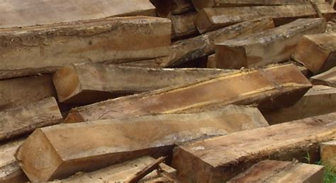 Hasil pencarian sudut mahkota kayu jati. jenis-jenis kayu jati yang berkualitas diindonesia ...