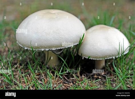 Two Horse Mushrooms Agaricus Arvensis Edible Mushrooms Stock Photo