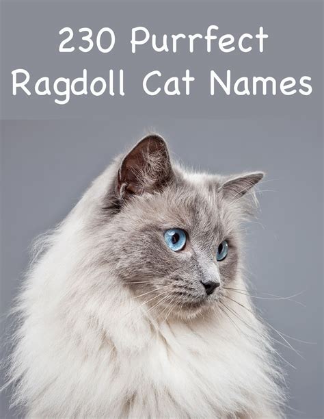 230 Ragdoll Cat Names Great Ideas For Naming Your Ragdoll Kitten Girl