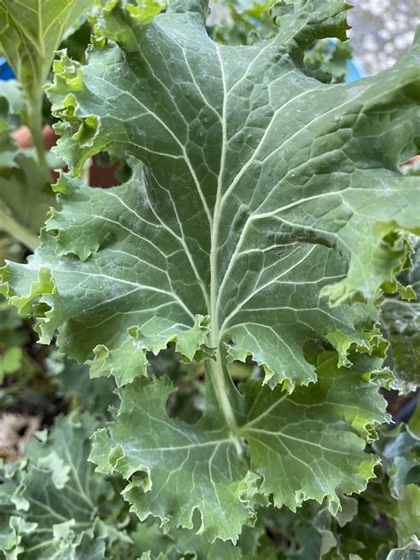 Kale Sunnyvale Garden