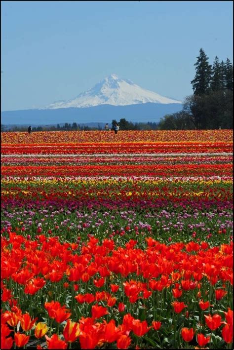 Flower Fields In Oregon Tulip Festival Photo Pictures