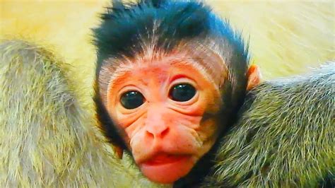 So Cute And Funny Baby Monkey Just Born At The Moment The First Baby