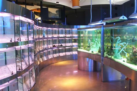 Aquarium Shop Aquarium Shop Aquarium Aquarium Store