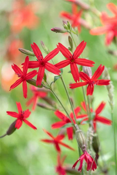 Alabama Native Plants List 7 Amazing Flowers For Your Garden