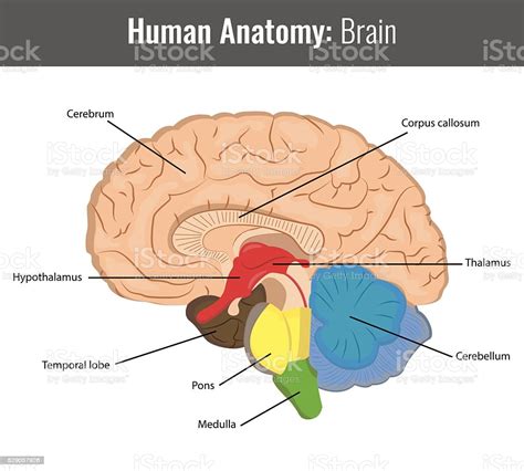 Vetores De Cérebro Humano Detalhada Anatomia Vetor Médico E Mais