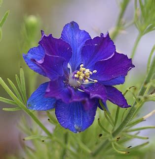There are two birth flowers for the month of july, the water lily and the larkspur. July Birth Flower - BabyGaga