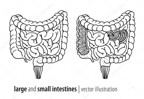 Ilustración del vector de intestinos gruesos y delgados sección