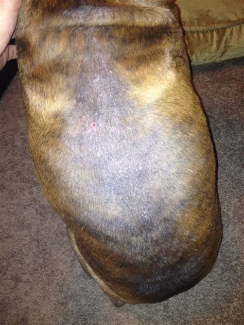 Help Boxer Hair Loss Scabs Dry Skin Boxer Breed Dog Forums