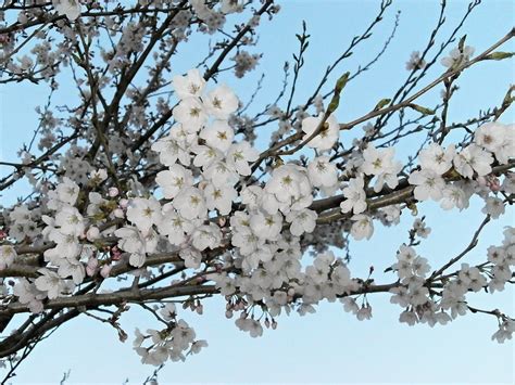 Free Images Branch Winter Produce Season Cherry Blossom Spring