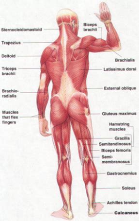 Lower body muscle groups body training and exercise. The Bridge: The Essential Glute and Core Stabilization ...