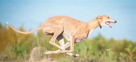 How Fast Can A Greyhound Run 2024