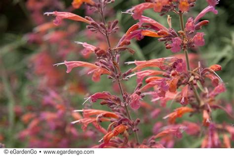 Agastache Apricot Sunrise Common Name Hummingbird