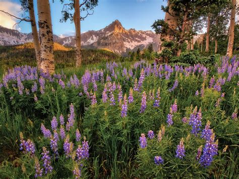 Ouray Image Photography Red Mountain Flower Sunset