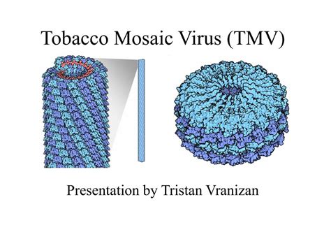 Ppt Tobacco Mosaic Virus Tmv Powerpoint Presentation Free Download