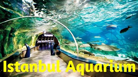 Istanbul Sea Life Aquarium Youtube