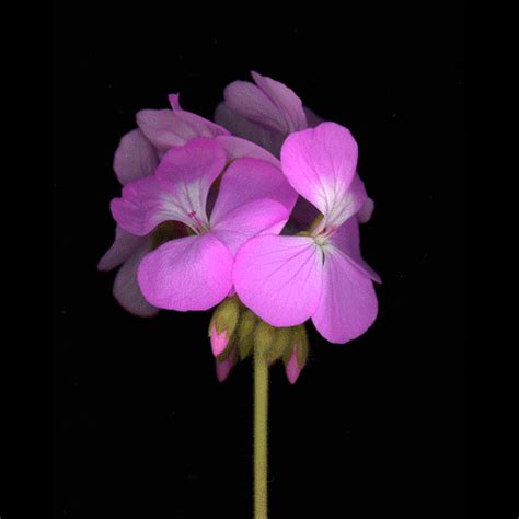 They are a subject of verse and no natural portrayal is complete without reference to flowers. Flower Gifs Images - Best Animations