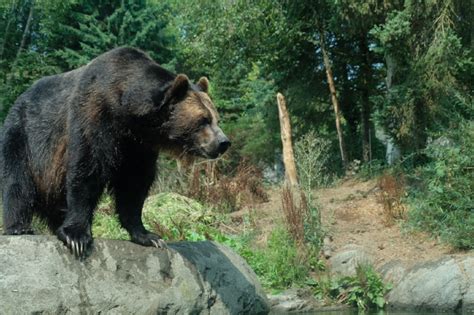 Top 5 Reasons To Visit Woodland Park Zoo — Rain Or Shine Guides