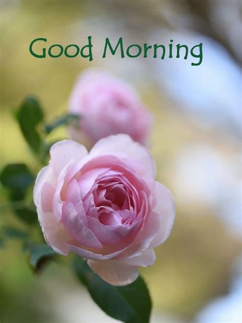 Ultimate Collection Of 999 Stunning Good Morning Images With Flowers